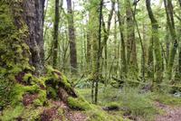 Milford > Te Anau, Wanderweg Lake Gunn