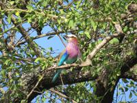 Tarangire Nationalpark - Gabelracke