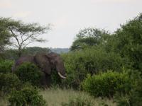 Tarangire Nationalpark - Elefant hautnah