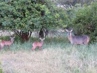 Tarangire Nationalpark - Buschböcke
