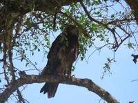 Tarangire Nationalpark - Raubadler