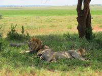 Tarangire Nationalpark - Löwen
