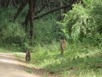 Manyara-Nationalpark - Paviane