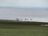 Manyara-Nationalpark - Löffelreiher