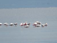 Manyara-Nationalpark - Flamingos
