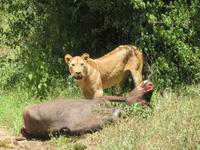 Manyara-Nationalpark - Löwin zieht einen getöteten Büffel in das Gebüsch