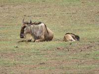 Manyara-Nationalpark - Gnus