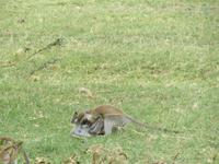 Manyara-Nationalpark - tobende Grüne Meerkatzen