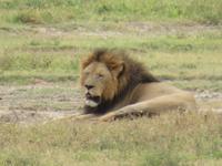 Ngorongoro Nationalpark - Löwe