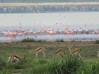 Ngorongoro Nationalpark - Flamingos und Thomsongazellen
