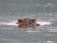 Ngorongoro Nationalpark - Nilpferd (Hippo)