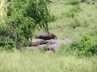 Serengeti - Nilpferde