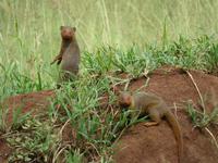 Serengeti - Zwergmangusten