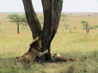 Serengeti - Löwenpaar