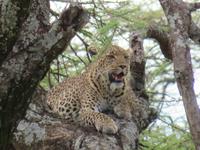 Serengeti - Leopard auf dem Baum