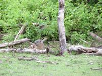 Serengeti - Schliefer