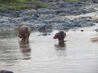 Serengeti - Nilpferde