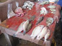 Stone Town - Fisch-Markt
