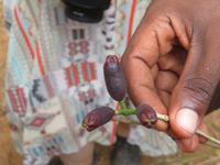 Besuch Gewürzfarm - Nelken