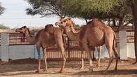 Auf der Kamelzuchtstation Bikaner