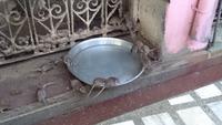 Ratten in Karni Mata
