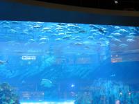 Dubai-Mall Aquarium
