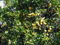 Früchte tragender Orangenbaum