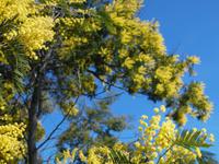 Ein Mimosenbaum in voller Blüte