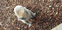 Featherdale Wildlife Park - Sydney