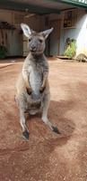 Featherdale Wildlife Park - Sydney