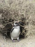Pinguinkolonie