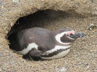 Pinguinkolonie