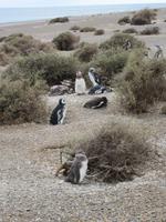 Pinguinkolonie