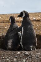 Pinguine beobachten auf der Isla Magdalena bei Punta Arena in Chile