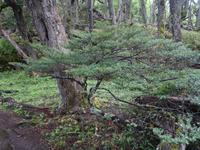 Die Wanderung hoch zum Laguna Huemul und Huemul Gletscher bei El Chalten (5)