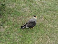Torres del Paine Nationalpark in Patagonien - Chile (20)