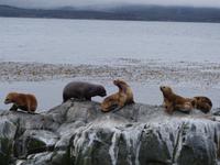 Katamaran-Bootsfahrt auf dem Beagle-Kanal  (34)