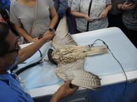 Falkenklinik von Frau Dr. Müller