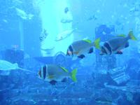 Aquarium im Hotel Atlantis the Palm