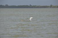 Sunset Dolphin Tour 