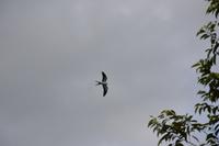 Iwokrama River Lodge - ein Vogelparadies!