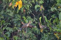 der Hoatzin. der Nationalvogel Guyanas