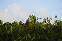 der Hoatzin. der Nationalvogel Guyanas