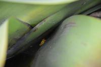 Kaieteur Fälle - der goldene Pfeilgiftfrosch in einer Riesenbromelie