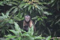 Anaula - Haubenkapuzineraffe