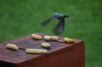 Anaula - blaugraue Tangare