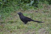 Berg en Dal - Kleiner Ani