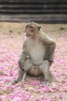 Kambodscha Impressionen - Affenkönig?