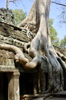 Angkor - Ta Phrom