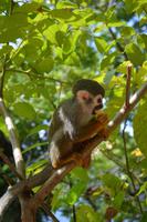 Île Royal - Totenkopfäffchen